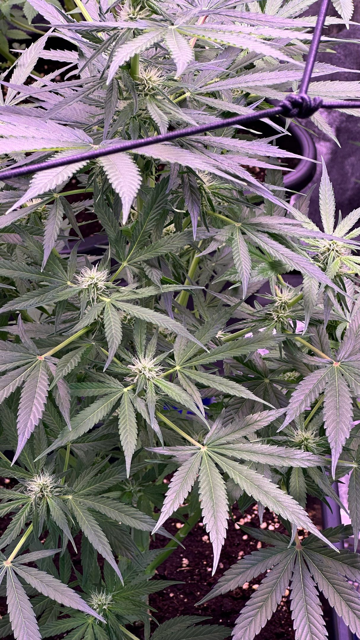 Milkyway F1 growlog photo 31