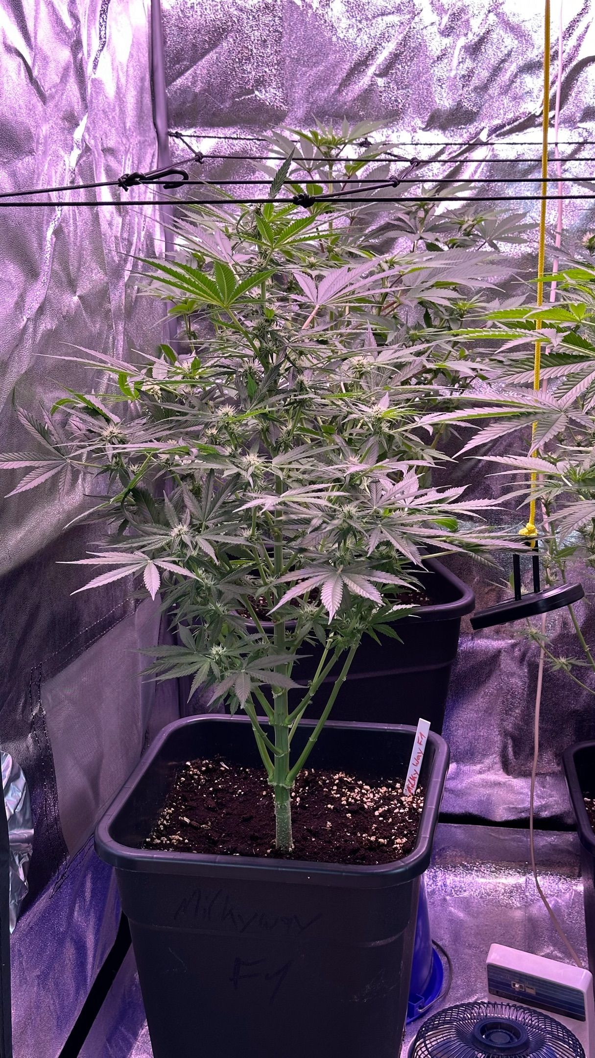 Milkyway F1 growlog photo 32