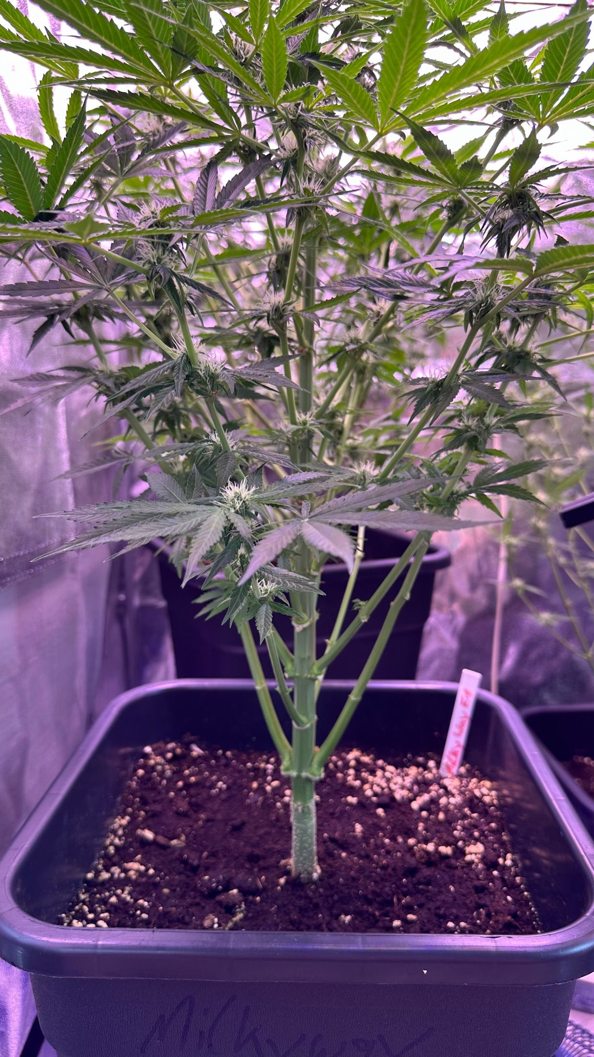 Milkyway F1 growlog photo 33