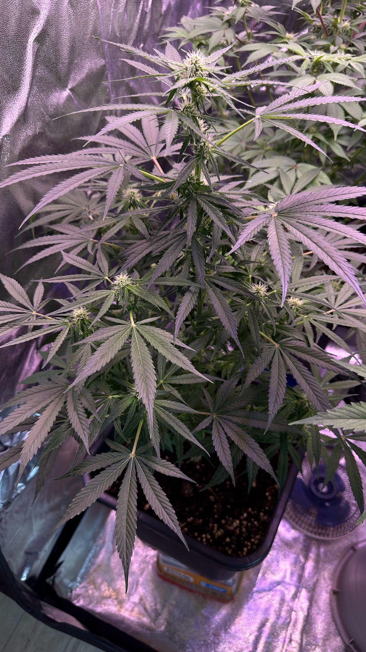 Milkyway F1 growlog photo 35
