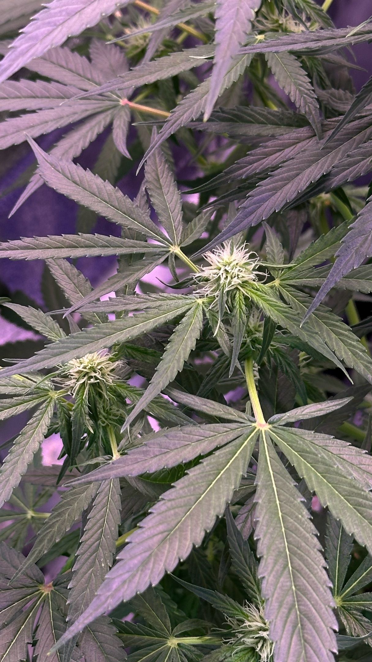 Milkyway F1 growlog photo 34