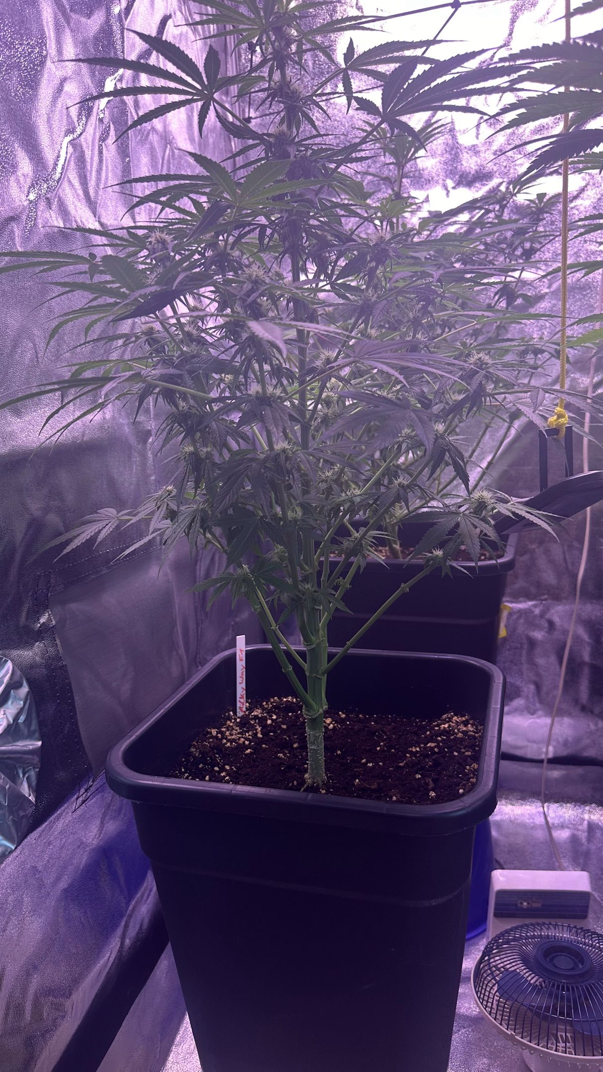 Milkyway F1 growlog photo 36