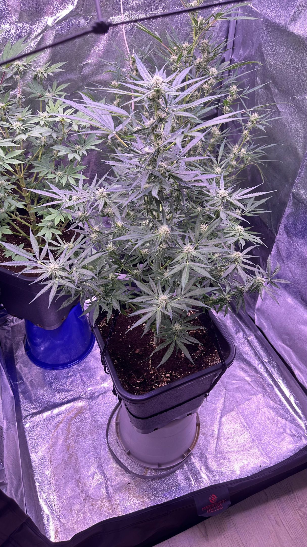 Milkyway F1 growlog photo 37