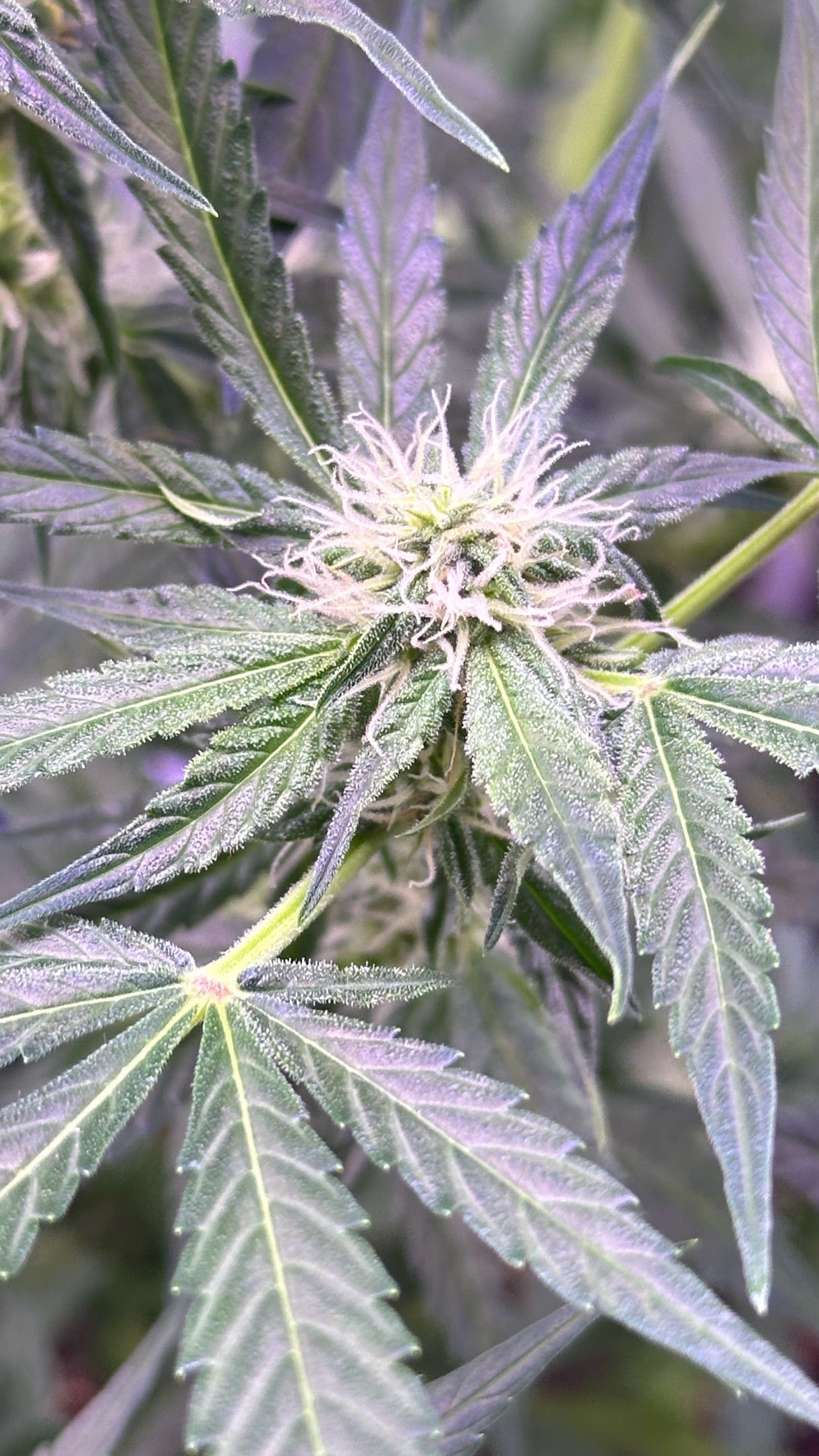 Milkyway F1 growlog photo 38