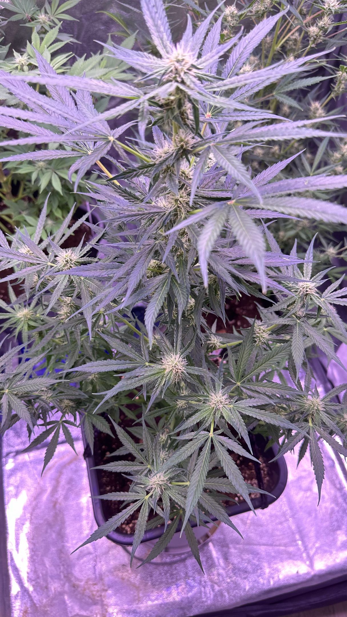 Milkyway F1 growlog photo 39