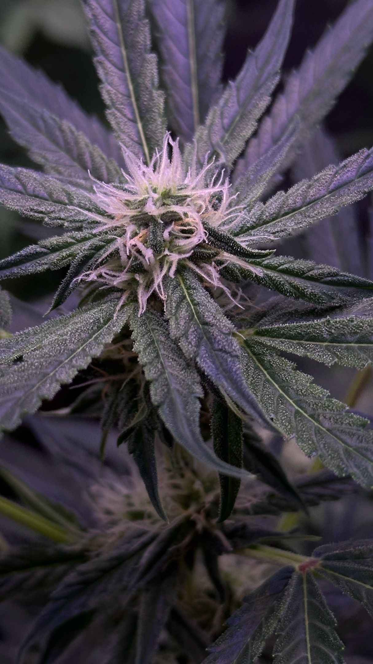 Milkyway F1 growlog photo 40