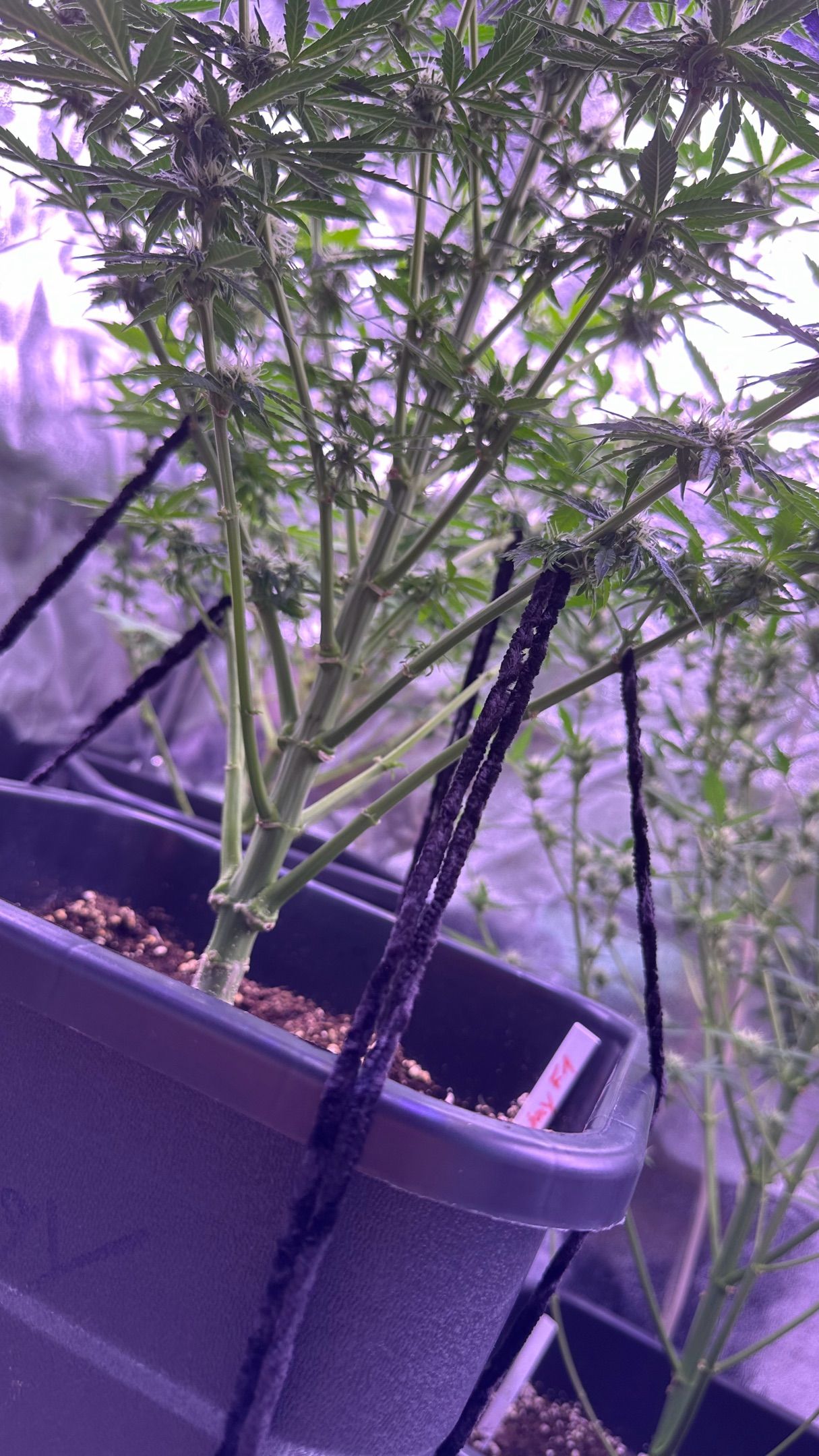 Milkyway F1 growlog photo 41