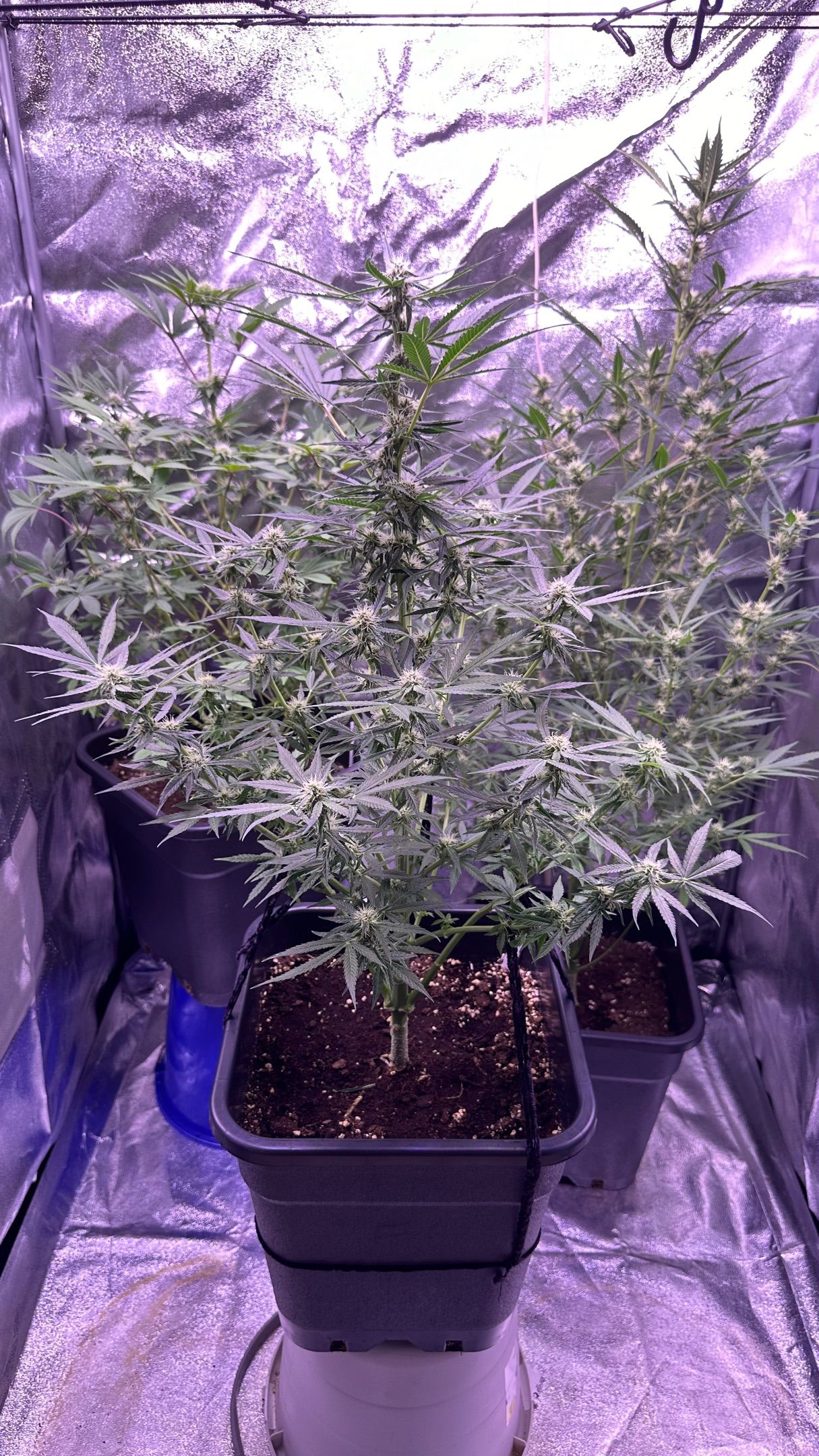 Milkyway F1 growlog photo 42