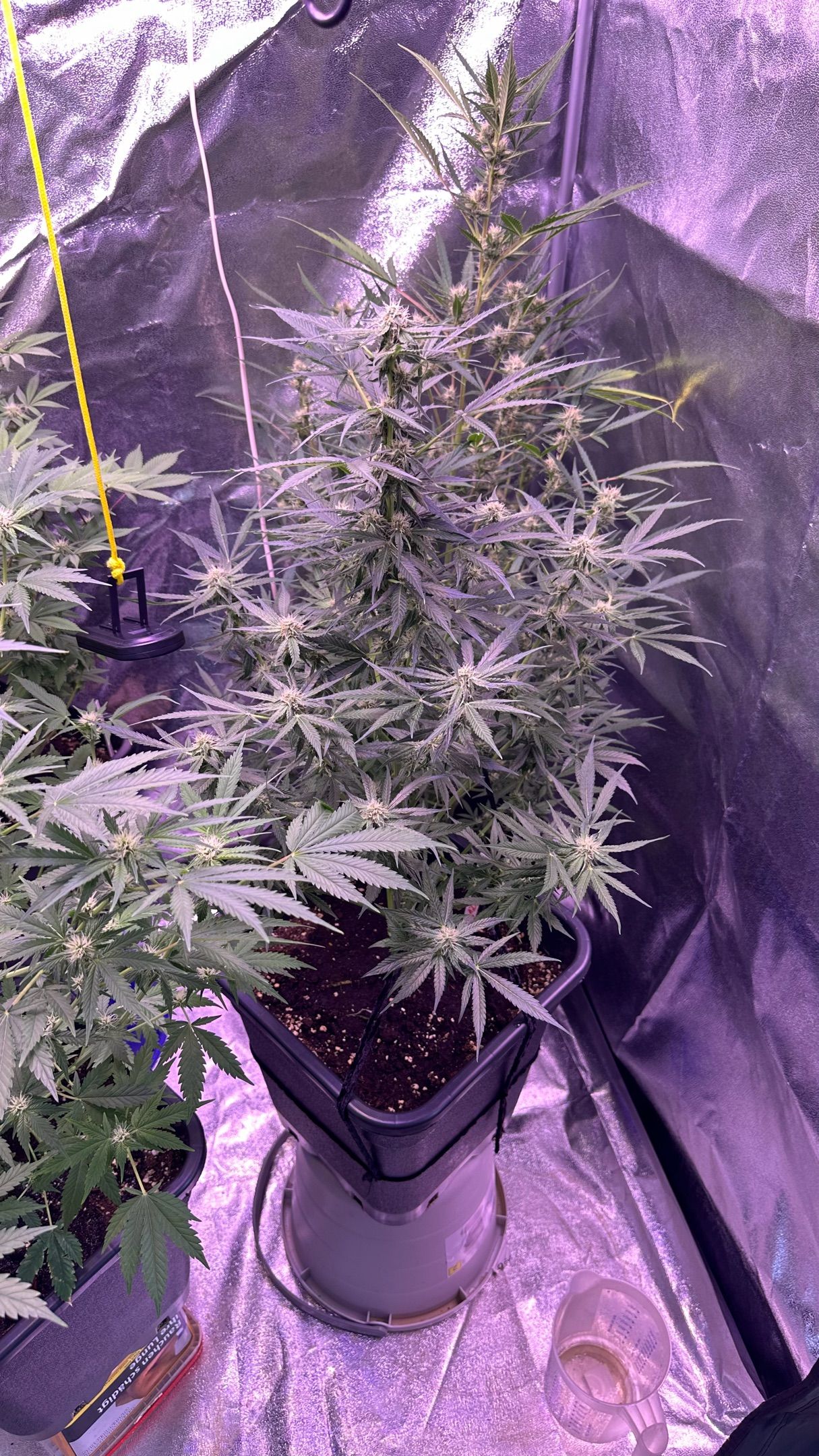 Milkyway F1 growlog photo 43