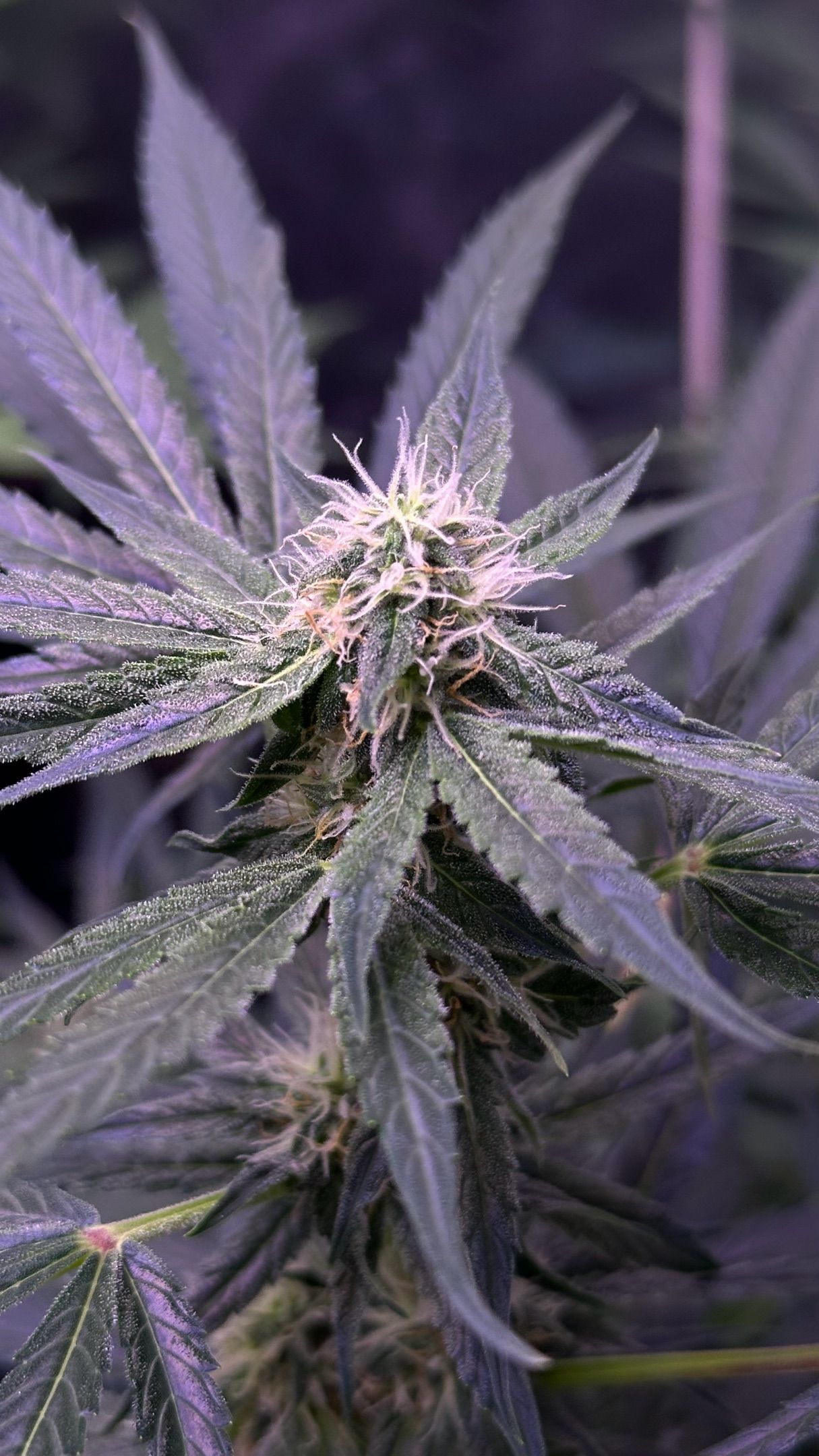 Milkyway F1 growlog photo 44