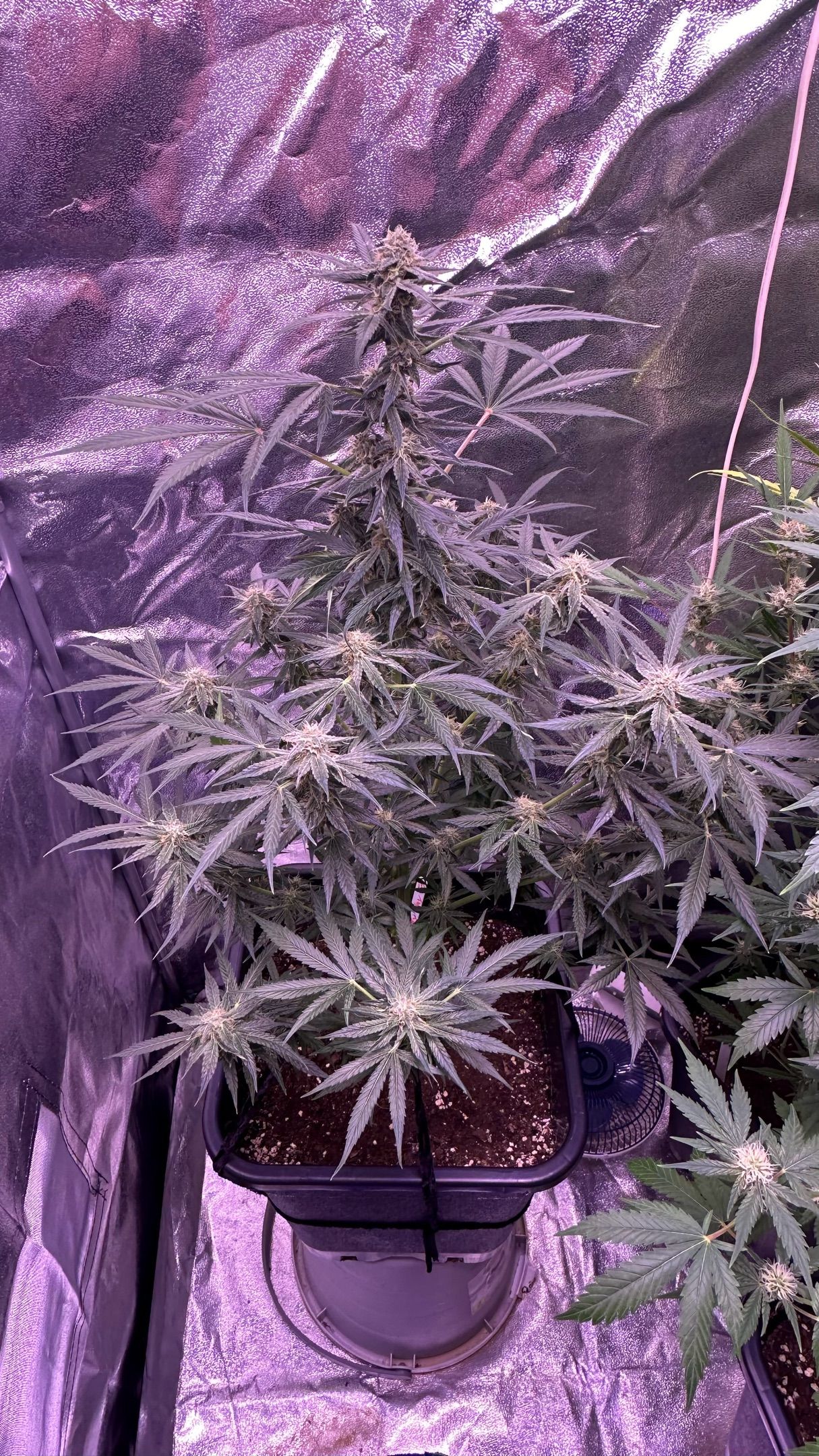 Milkyway F1 growlog photo 46