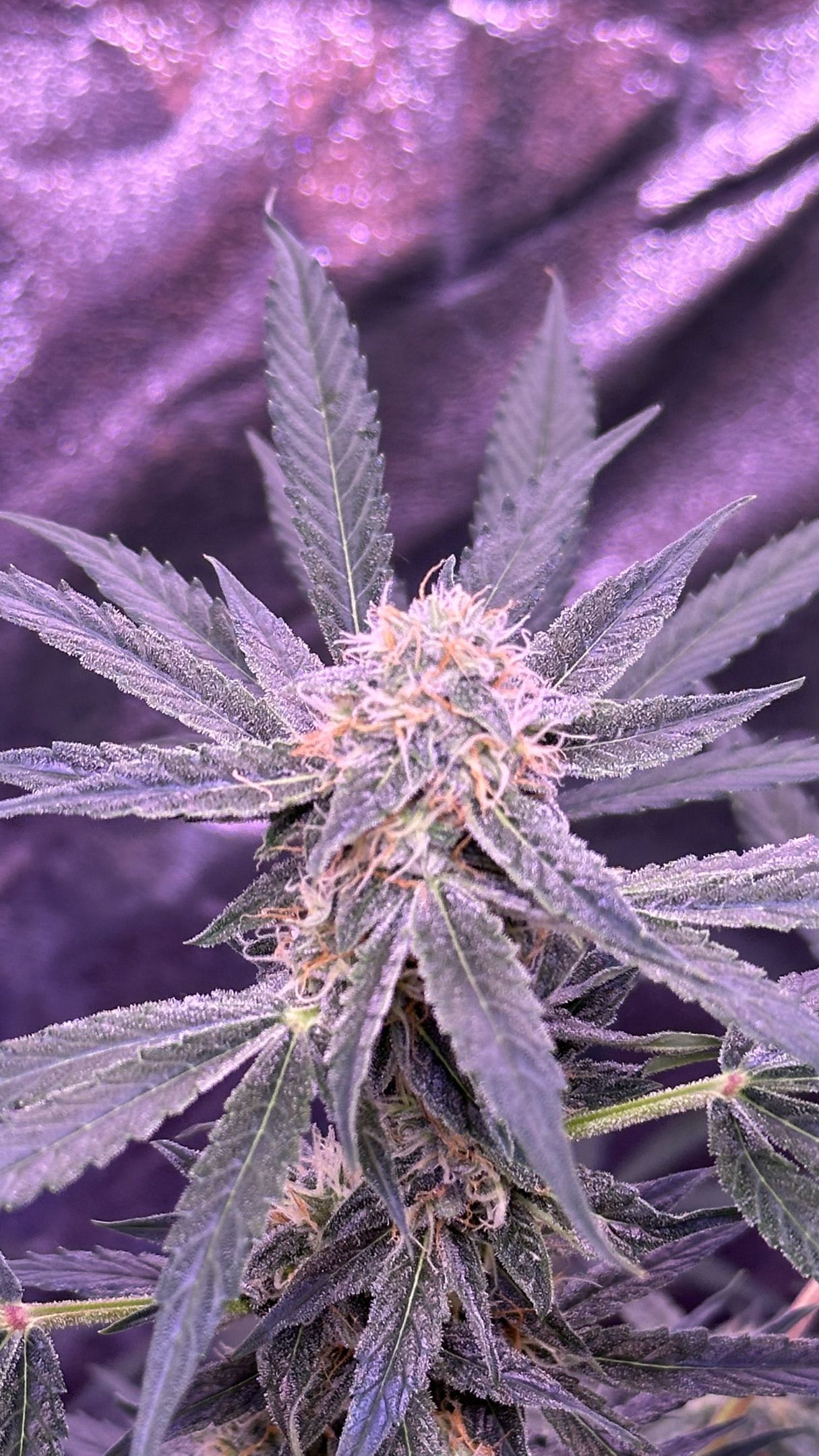 Milkyway F1 growlog photo 45
