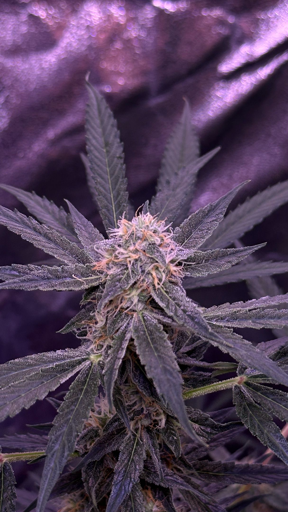 Milkyway F1 growlog photo 47