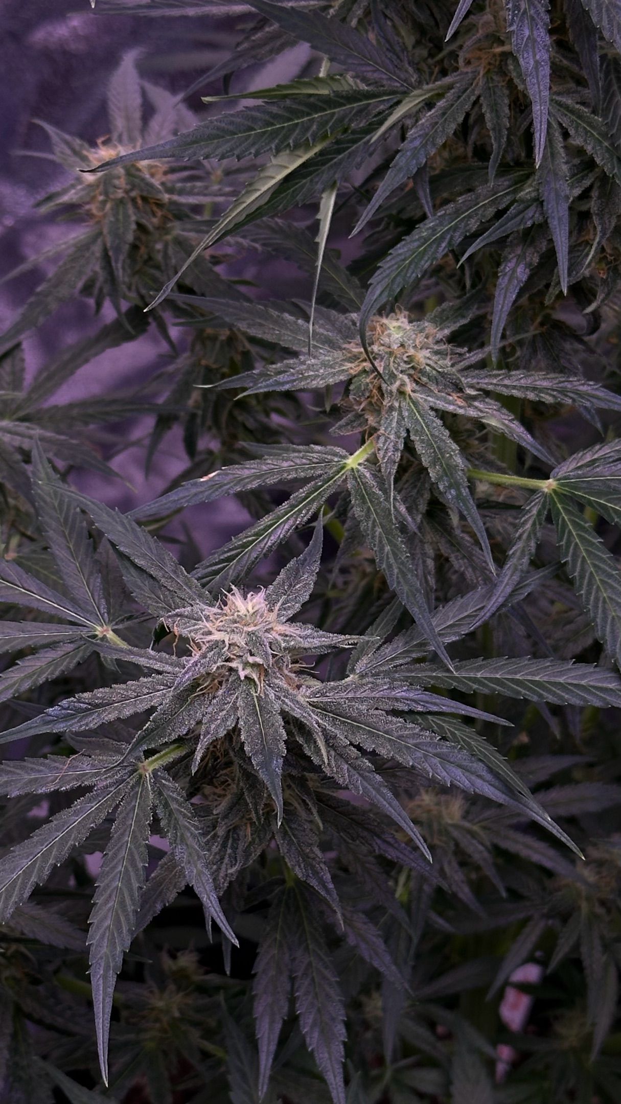 Milkyway F1 growlog photo 48