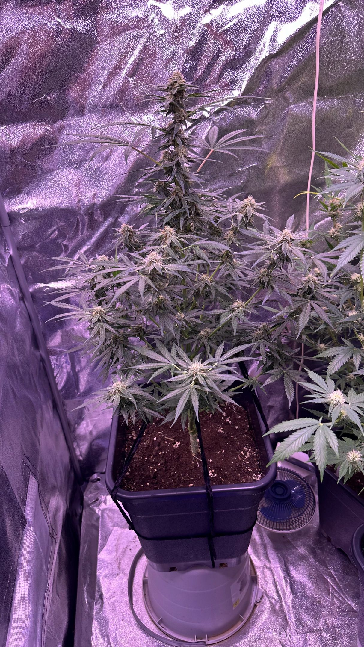 Milkyway F1 growlog photo 49