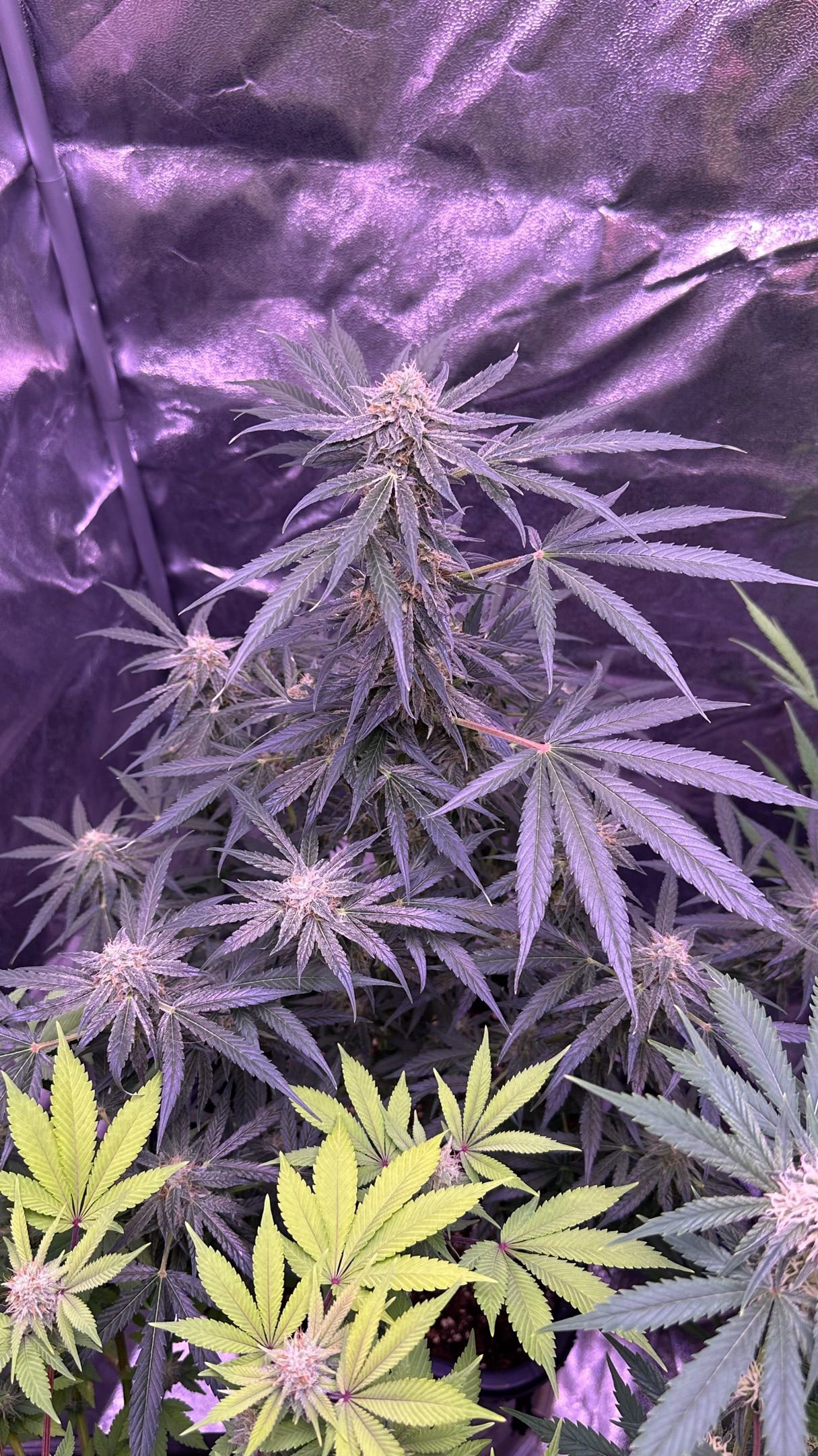 Milkyway F1 growlog photo 50
