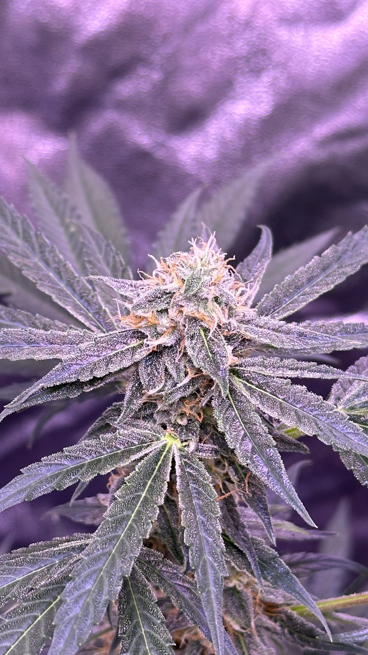 Milkyway F1 growlog photo 51