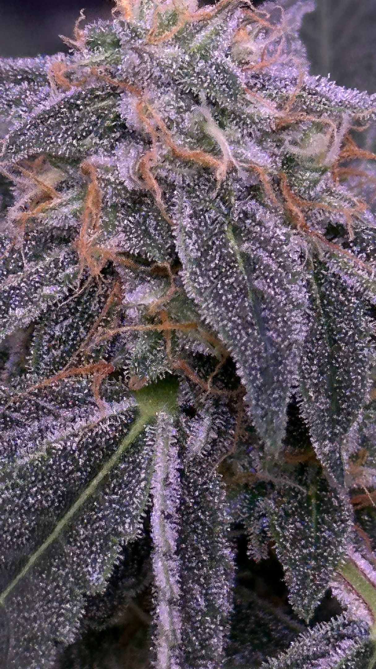 Milkyway F1 growlog photo 52