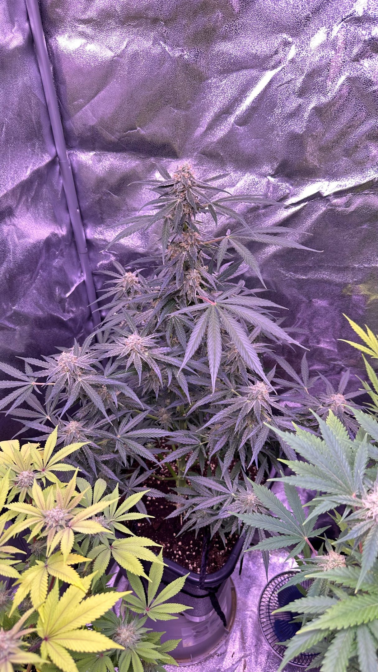 Milkyway F1 growlog photo 53