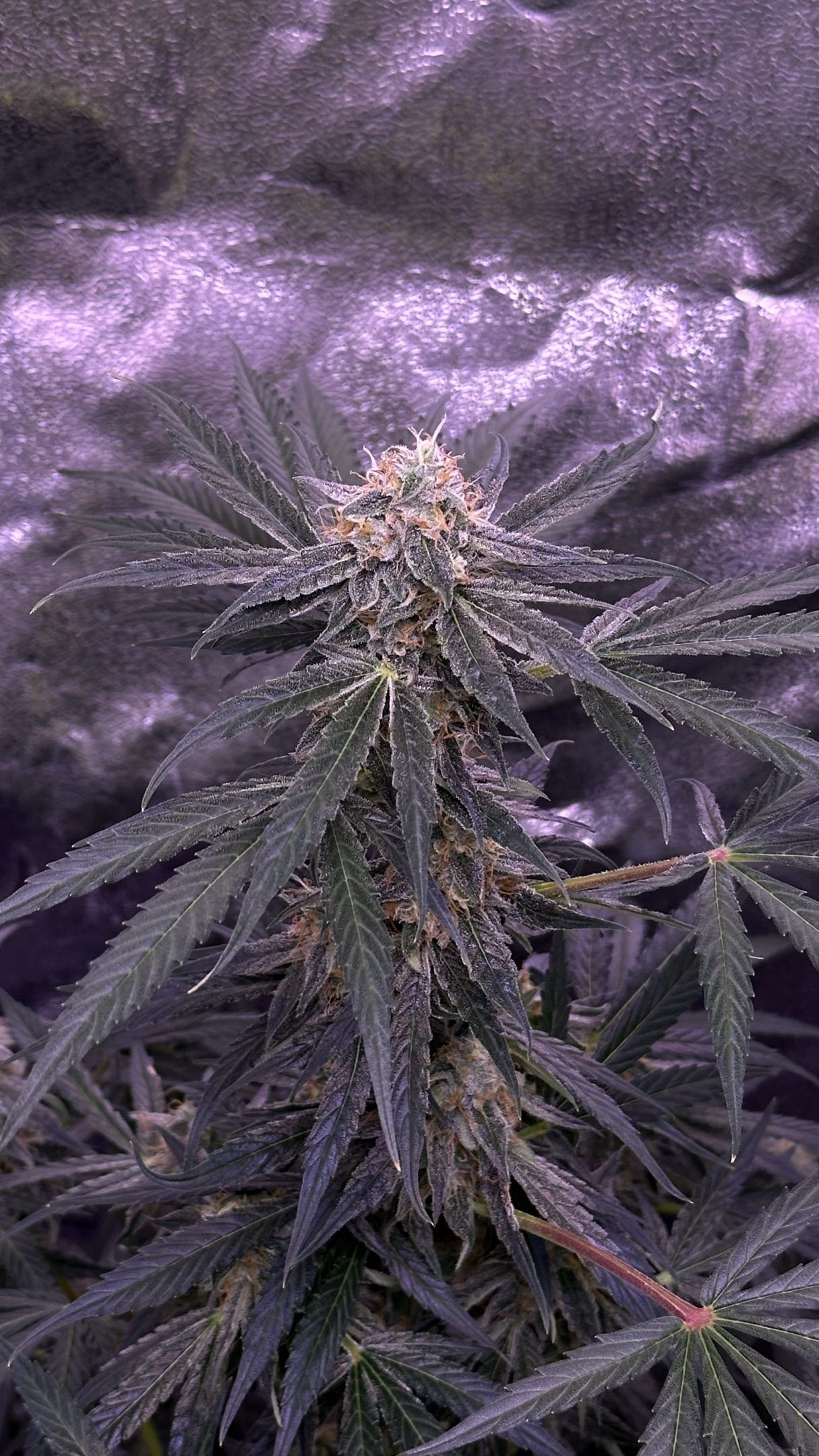 Milkyway F1 growlog photo 54