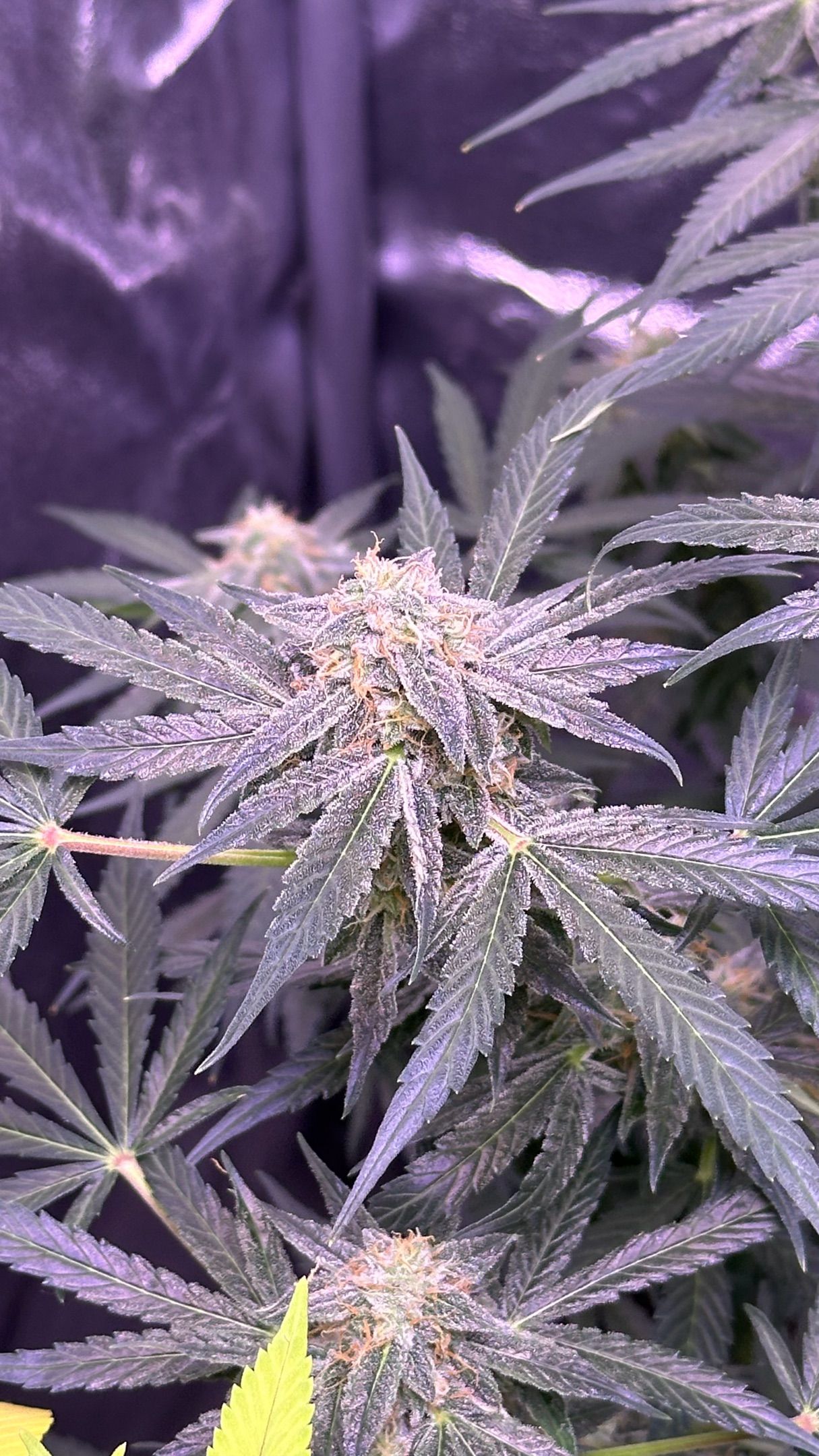 Milkyway F1 growlog photo 55