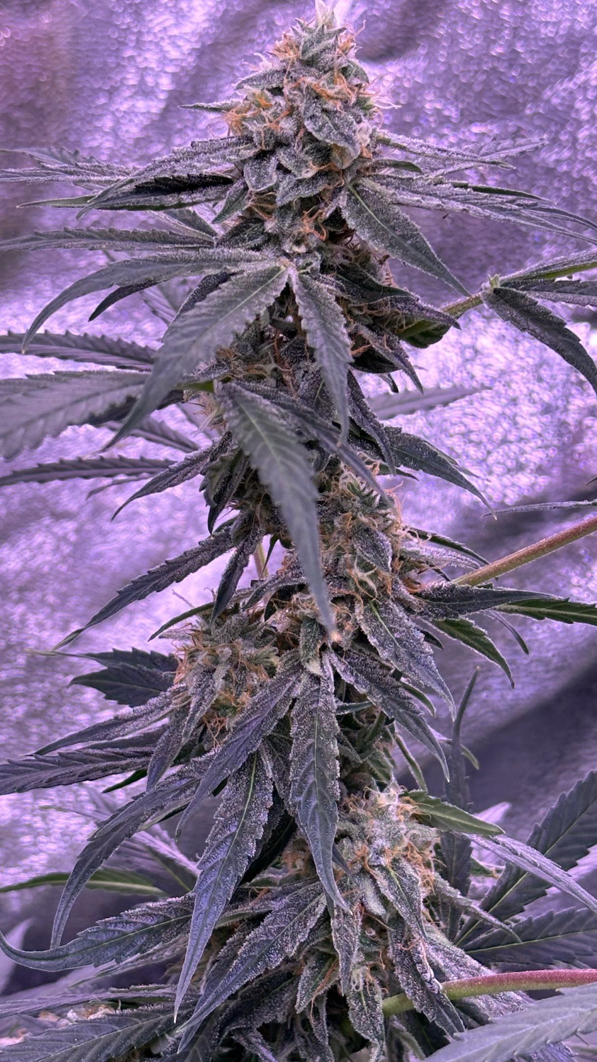Milkyway F1 growlog photo 56