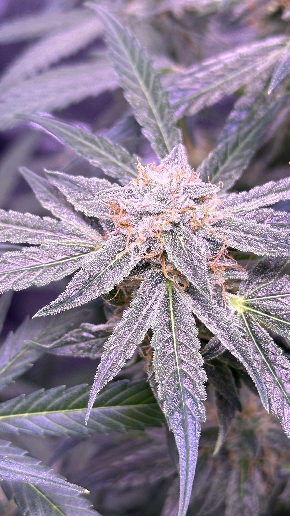 Milkyway F1 growlog photo 57