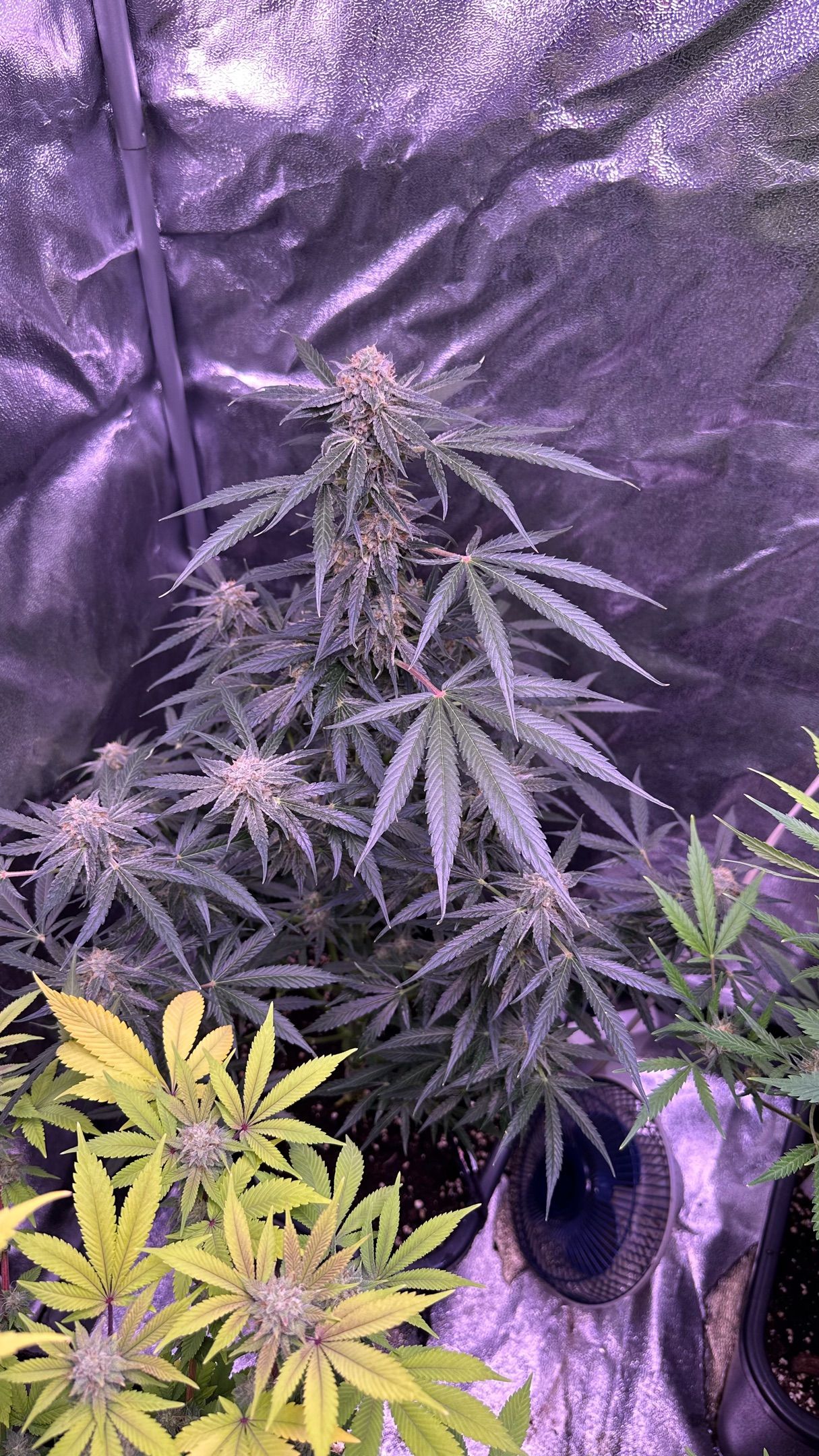 Milkyway F1 growlog photo 59