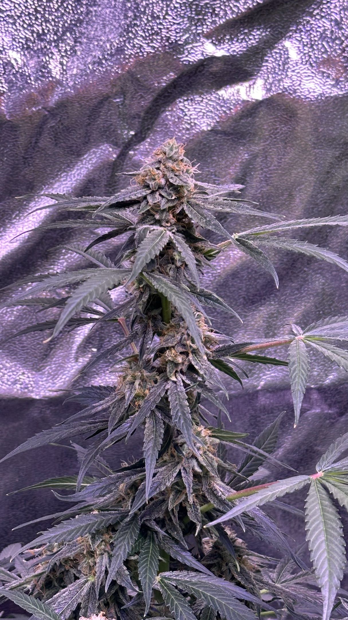 Milkyway F1 growlog photo 58
