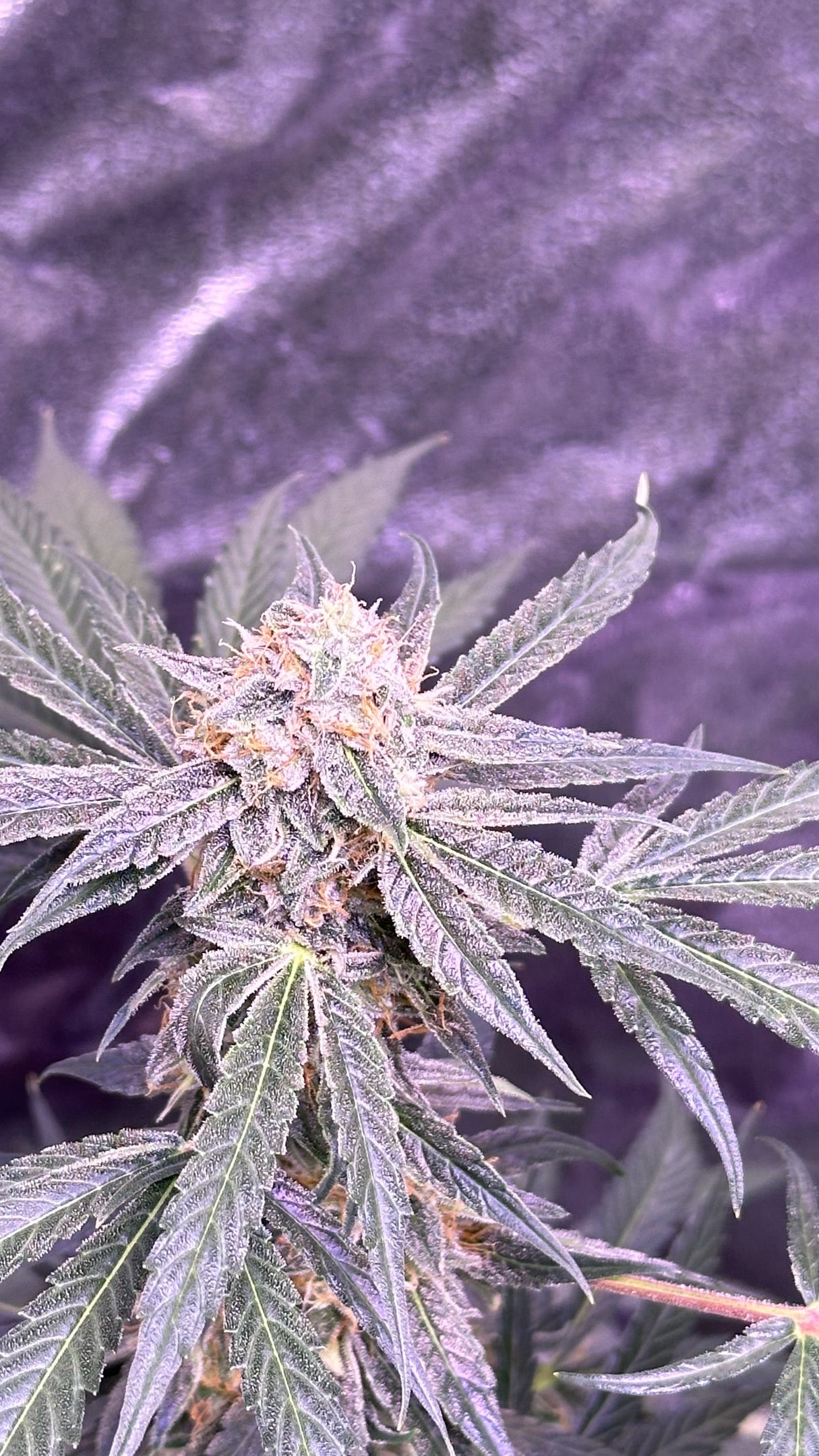 Milkyway F1 growlog photo 60