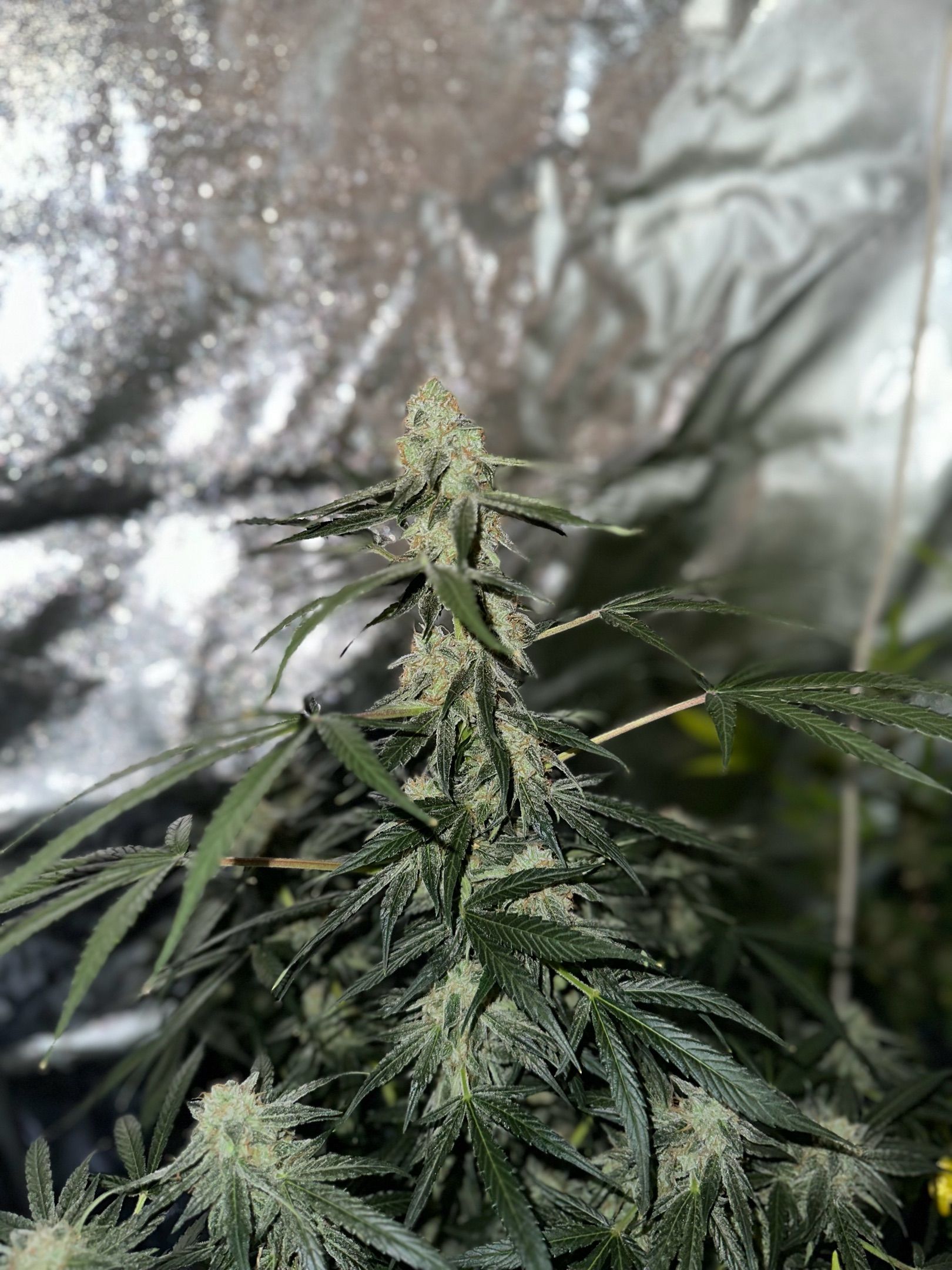 Milkyway F1 growlog photo 61