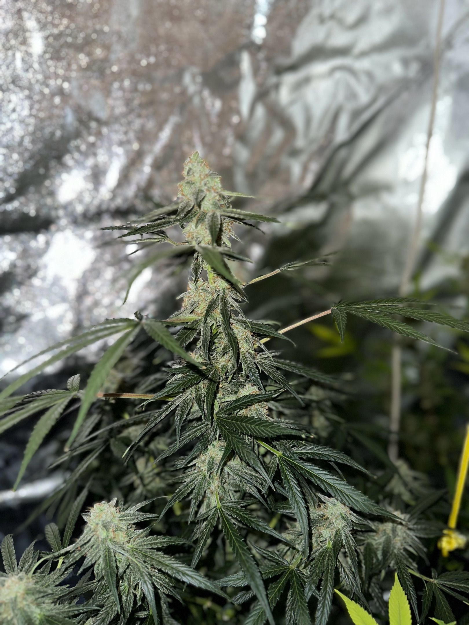 Milkyway F1 growlog photo 62