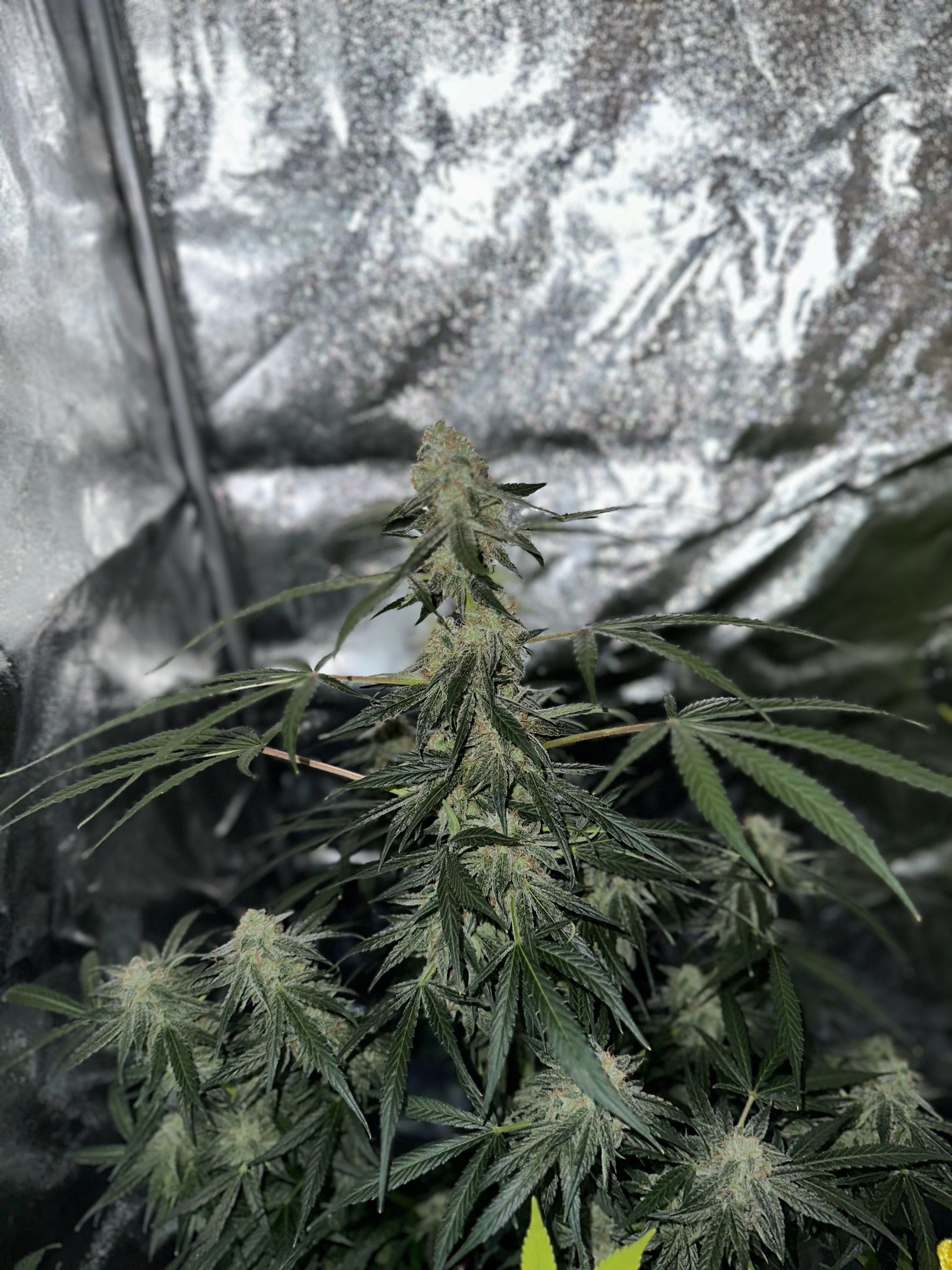 Milkyway F1 growlog photo 63