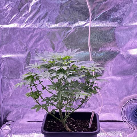 Special queen 1 growlog timeline photo