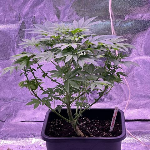 Special queen 1 growlog timeline photo
