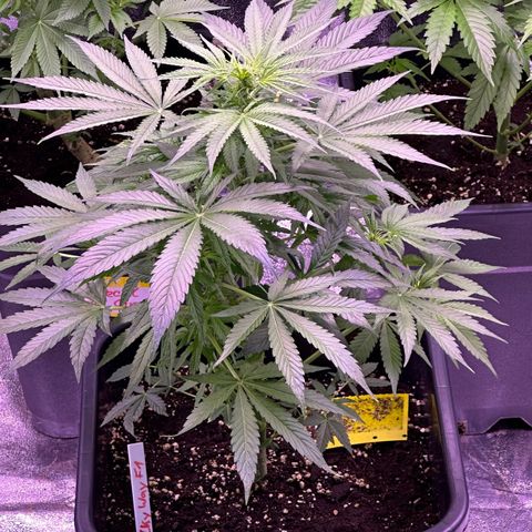 Milkyway F1 growlog in Zelt