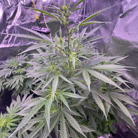 Strawberry banana #1 growlog timeline photo