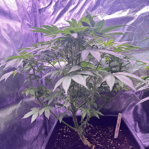 Special queen 1 growlog timeline photo