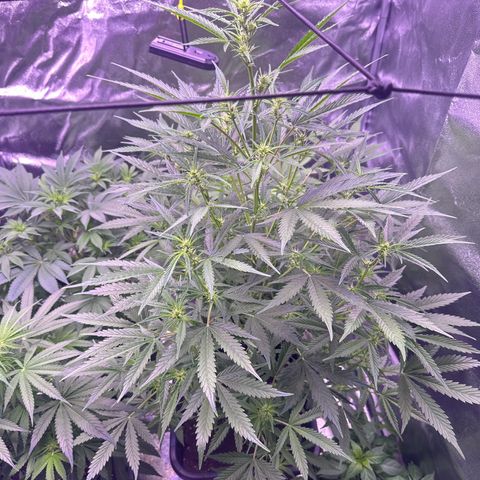 Strawberry banana #1 growlog timeline photo