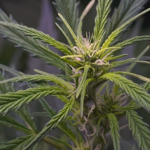 Strawberry banana #1 growlog timeline photo