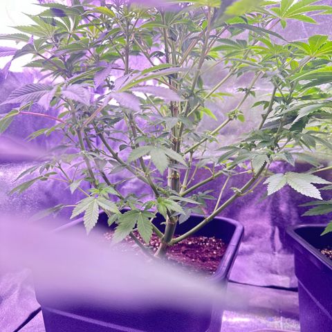 Special queen 1 growlog timeline photo