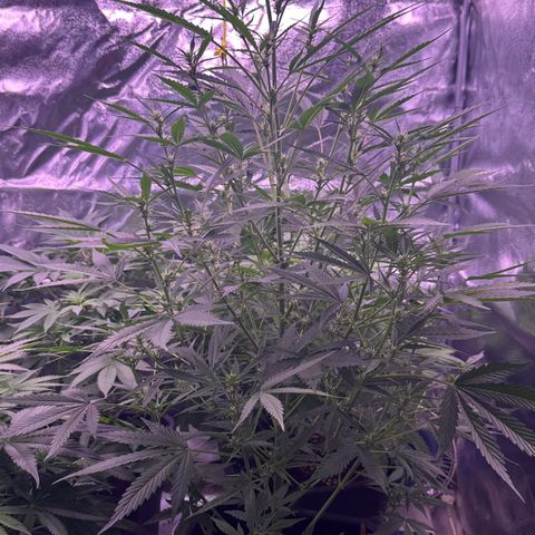 Strawberry banana #1 growlog timeline photo