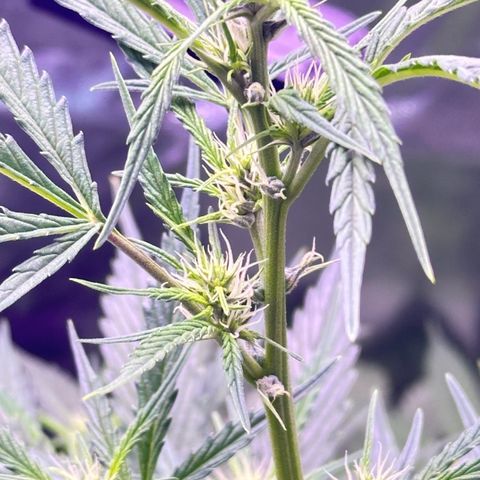 Strawberry banana #1 growlog timeline photo