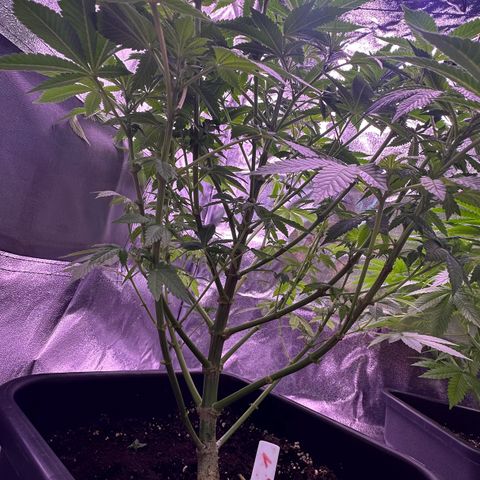 Special queen 1 growlog timeline photo