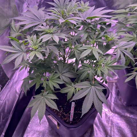 Special queen 1 growlog timeline photo