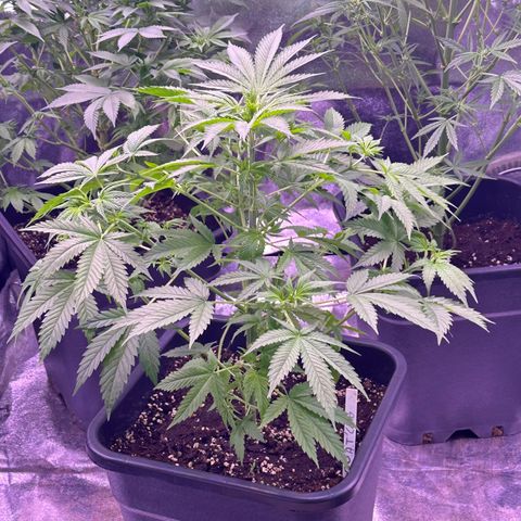 Goat‘ lato growlog timeline photo