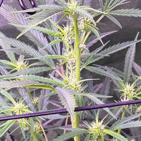 Strawberry banana #1 growlog timeline photo