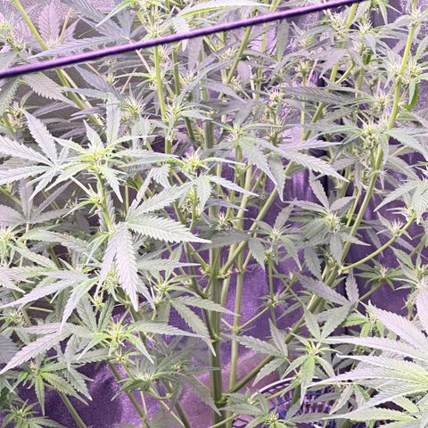 Strawberry banana #1 growlog timeline photo