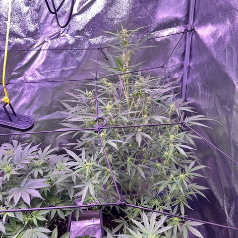 Strawberry banana #1 growlog timeline photo