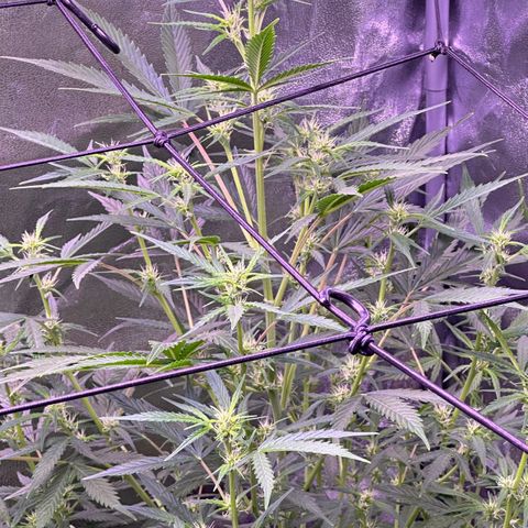 Strawberry banana #1 growlog timeline photo